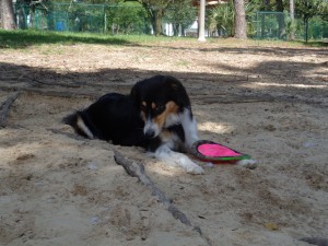 Dog Park 004