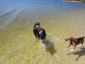 Dog Park 005