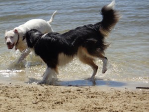 Dog Park 011