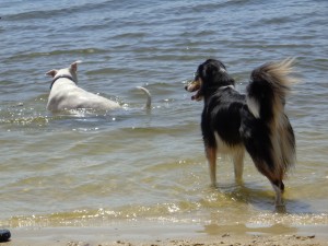 Dog Park 012