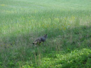 Cades Cove 013