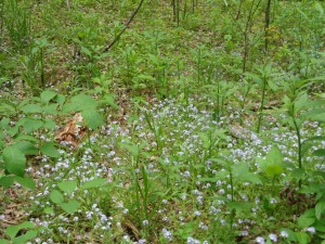 Cades Cove 022