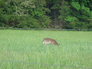 Cades Cove 035