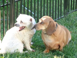 Oozy and Bodie 2